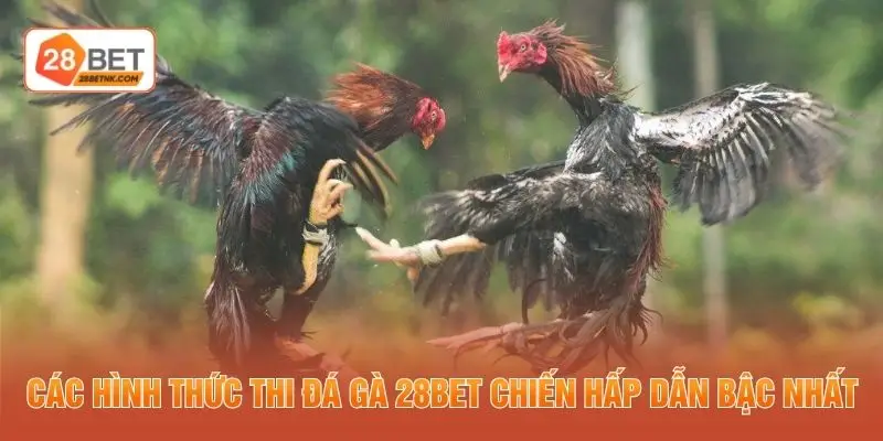 Các hình thức thi đá gà 28BET chiến hấp dẫn bậc nhất