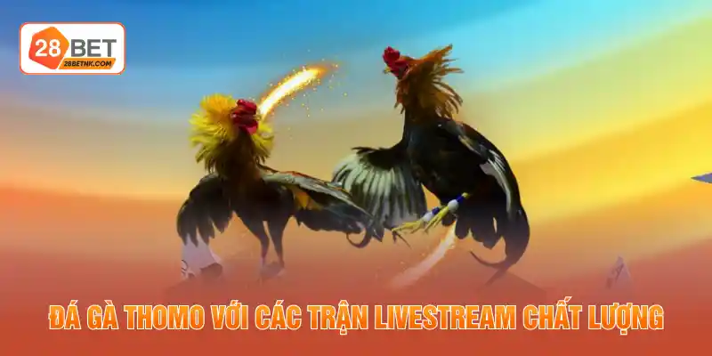 Đá gà Thomo với các trận livestream chất lượng