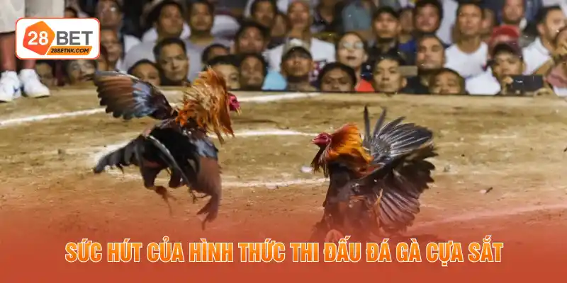 Sức hút của hình thức thi đấu đá gà cựa sắt